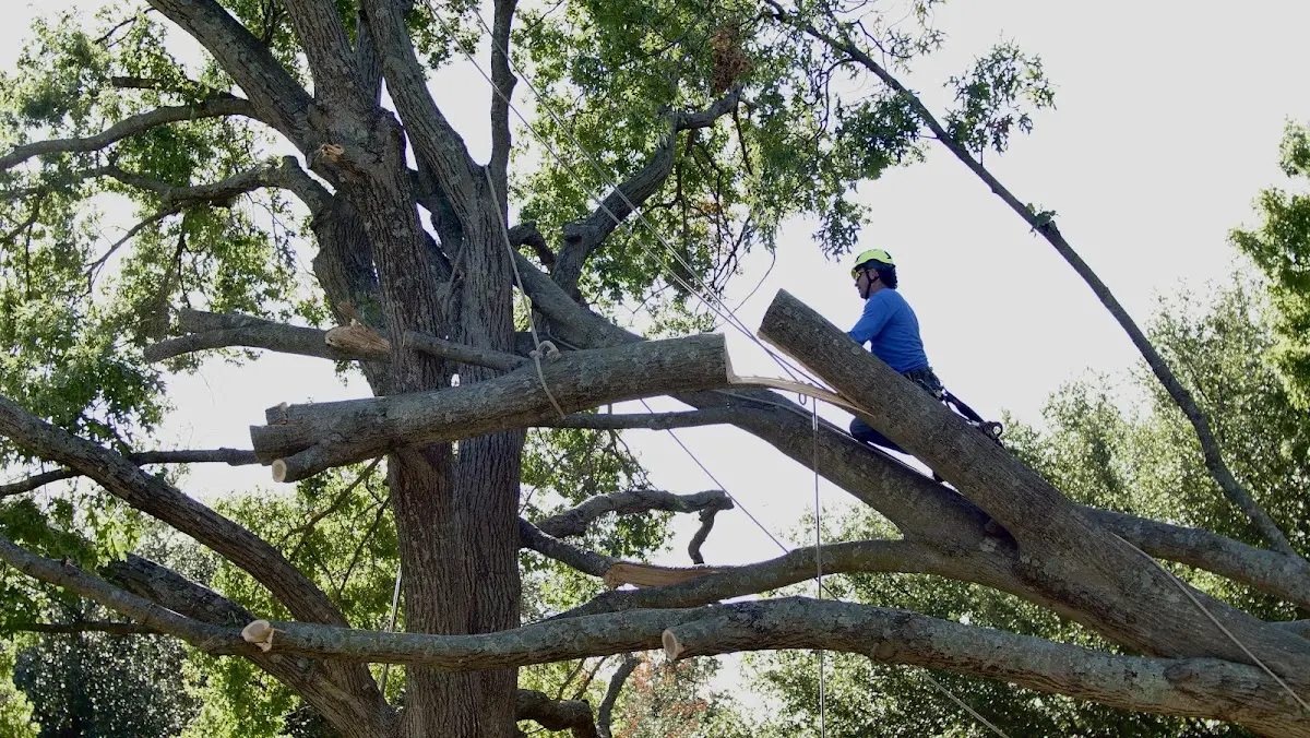 Professional Crown Thinning performed by certified arborists in Carrier Mills
